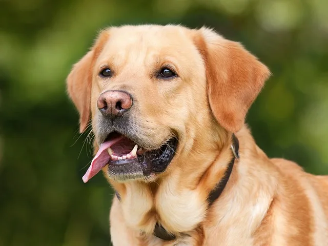 how to get into veterinary school